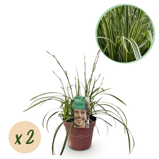 "Ziergräser - Carex morrowii Ice Dance - Weiß & Grün - 2 Pflanen - Immergrüen - Wenig Pflege - Topf 17cm Höhe 50cm image"