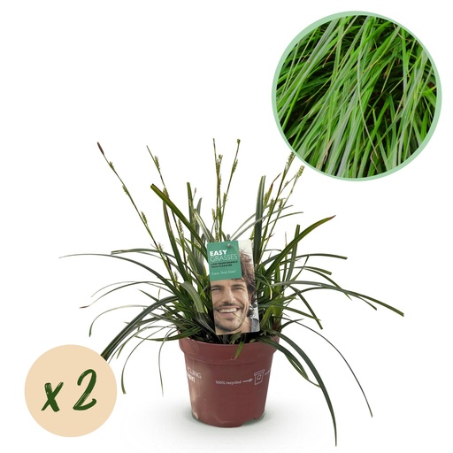 "Ziergräser - Carex oshimensis Intense Green - Grün - 2 Pflanzen - Immergrün - Wenig Pflege - Topf 17cm Höhe 50cm image"