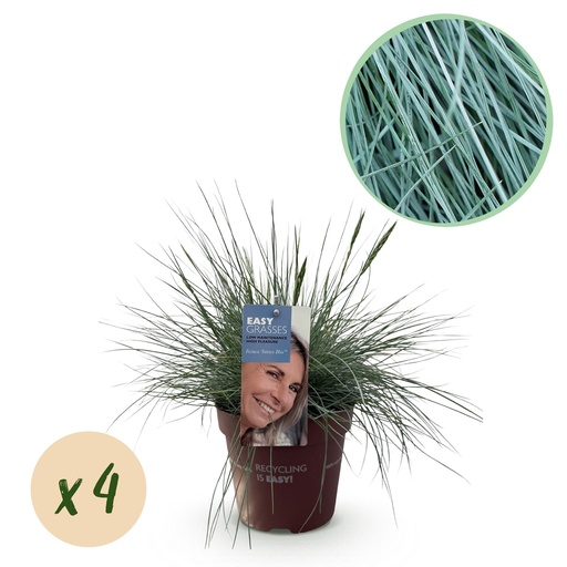 "Ziergräser - Festuca glauca Intense Blue - Blau - 4 Pflanzen - Immergrün - Wenig Pflege - Topf 17cm Höhe 50cm image"