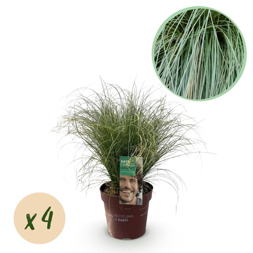 "Ziergräser - Carex comans Frosted Curls - Grün - 4 Pflanzen - Immergrün - Wenig Pflege - Topf 17cm Höhe 50cm image"