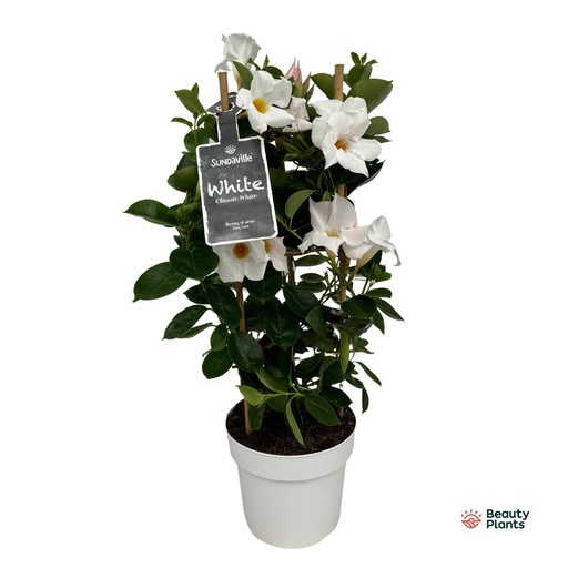 "Mandevilla Sundaville White Im Turm (Dipladenia) - Ø17cm - ↕55cm image"