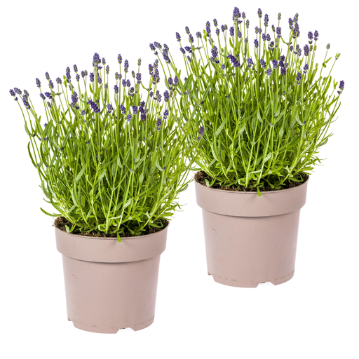 "2x Lavandula angustifolia Ø19cm - ↕40 - 50cm image"