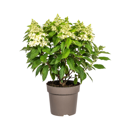 "Hydrangea paniculata Weiß Ø24cm - ↕70 - 80cm image"