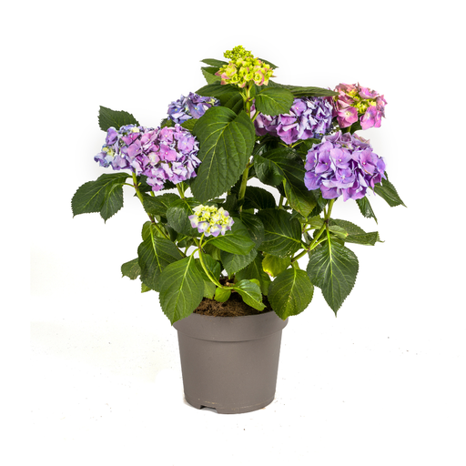 "Hydrangea macrophylla Blau Ø24cm - ↕70 - 80cm image"