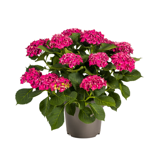 "Hydrangea macrophylla Rot Ø24cm - ↕70 - 80cm image"