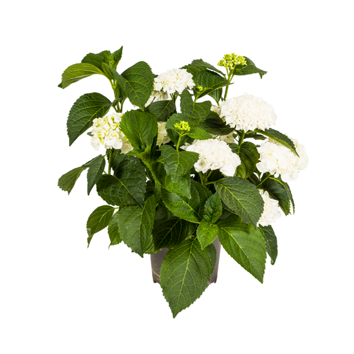 "Hydrangea macrophylla Weiß Ø24cm - ↕70 - 80cm image"