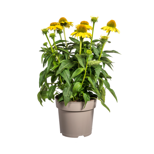 "Echinacea purpurea Gelb Ø19cm - ↕60 - 70cm image"