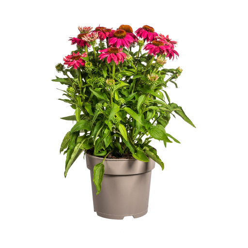 "Echinacea purpurea Violett Ø19cm - ↕60 - 70cm image"