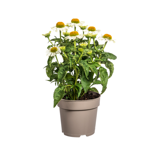"Echinacea purpurea Weiß Ø19cm - ↕60 - 70cm image"