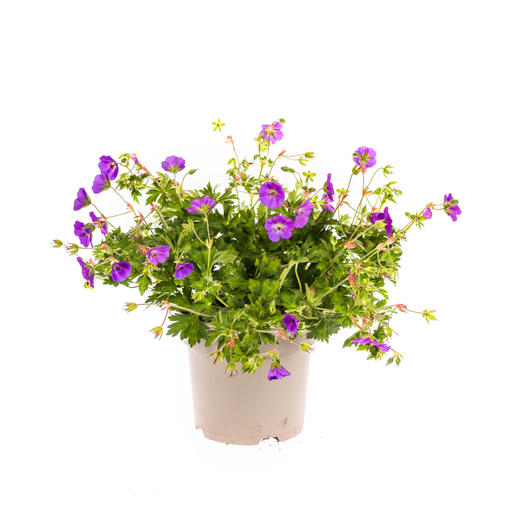 "Geranium Rozanne Lila Ø19cm - ↕20 - 30cm image"