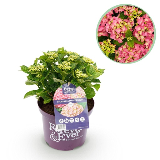 "Balkonpflanze - Hortensie - Hydrangea Forever & Ever - Rosa - 7-12 Blüten - Topf 23cm Höhe 55cm image"