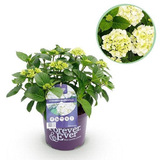 "Balkonpflanze - Hortensie - Hydrangea Forever & Ever - Weiß - 7-12 Blüten - Topf 23cm Höhe 55cm image"