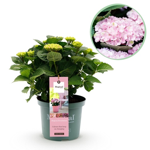 "Balkonpflanze - Hortensie - Hydrangea Magical Revolution Pink - Pink - 6-10 Blumen - Topf 23cm Höhe 55cm image"