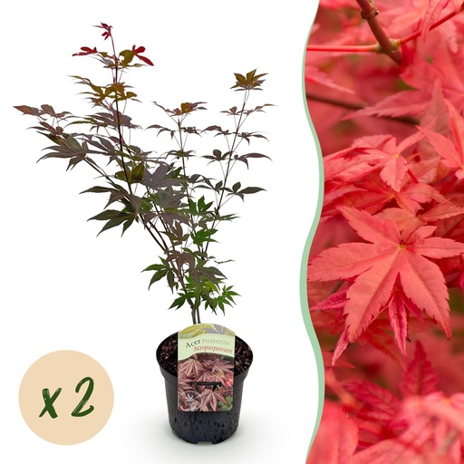"Balkonpflanze - Japanischer Ahorn - Acer palmatum Atropurpureum - Lila - 2 Pflanzen - Laubabwerfend - Topf 19cm Höhe 70cm image"
