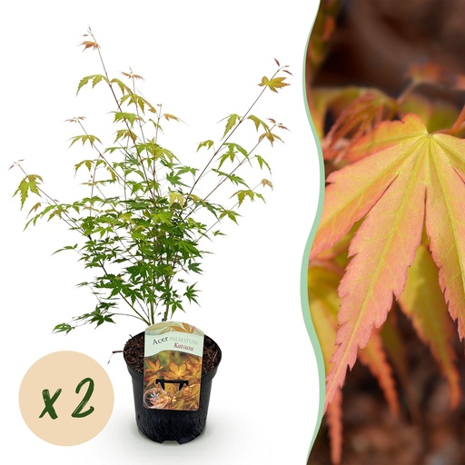"Balkonpflanze - Japanischer Ahorn - Acer palmatum Katsura - Orange - 2 Pflanzen - Laubabwerfend - Topf 19 cm - Höhe 70 cm image"