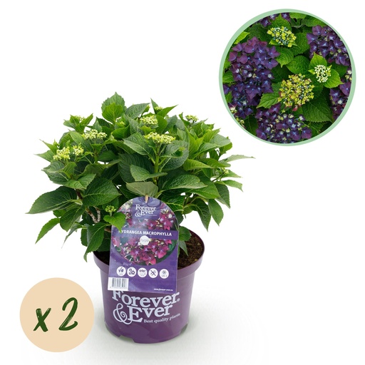 "Balkonpflanze - Hortensie - Hydrangea Forever & Ever - Lila - 7-12 Blumen - 2 Pflanzen - Topf 23cm Höhe 55cm image"