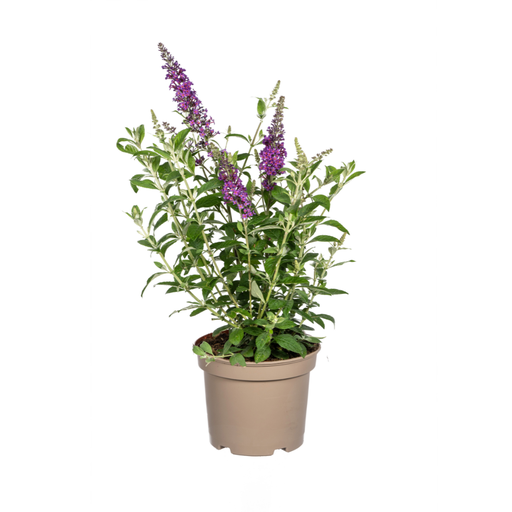 "Buddleja Davidii Lila Ø19cm - ↕40 - 50cm image"