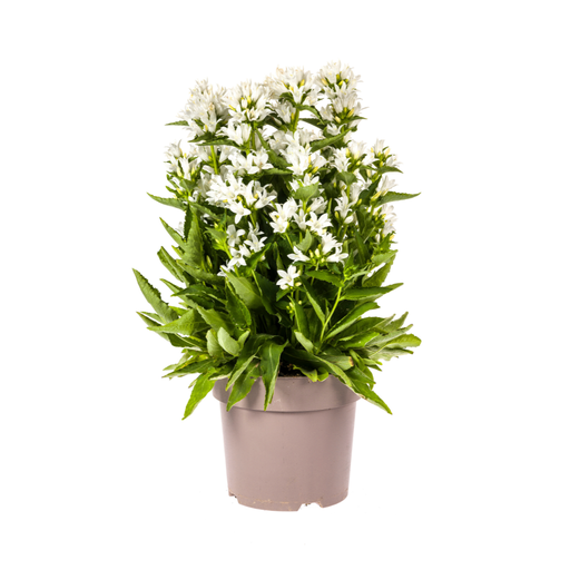 "Campanula glomerata Genti Ø19cm - ↕30 - 40cm image"