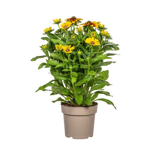 "Rudbeckia Summerina Ø19cm - ↕45 - 60cm image"