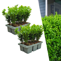 2 x 6er-Pack Buxus NewGen Freedom – Winterharte Immergrüne Sträucher 12 x Ø7 cm 