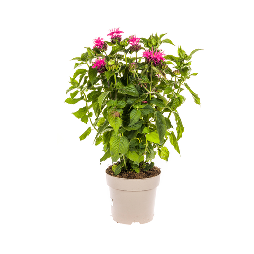 "Monarda Didyma Rosa Ø19cm - ↕45 - 60cm image"