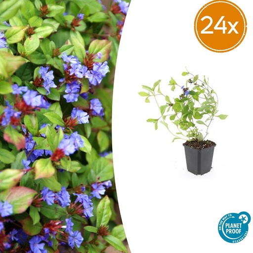 "24x Ceratostigma plumbaginoides - ↕10-25cm - Ø9cm image"