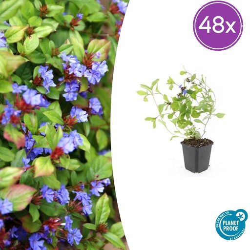 "48x Ceratostigma plumbaginoides - ↕10-25cm - Ø9cm image"
