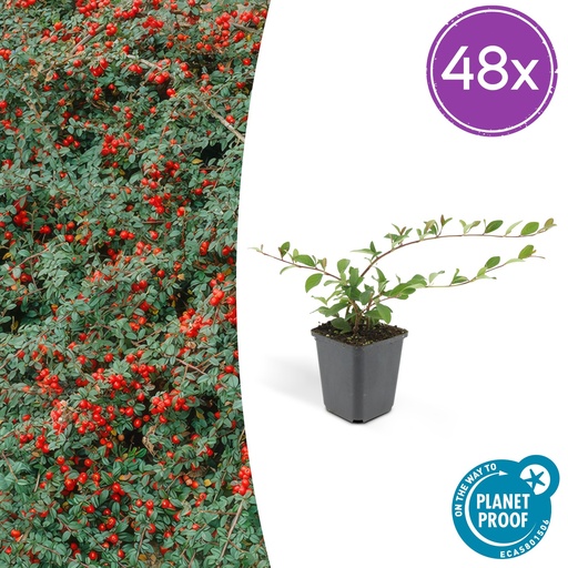 "48x Cotoneaster dam. 'Major' - ↕25cm - Ø9cm image"