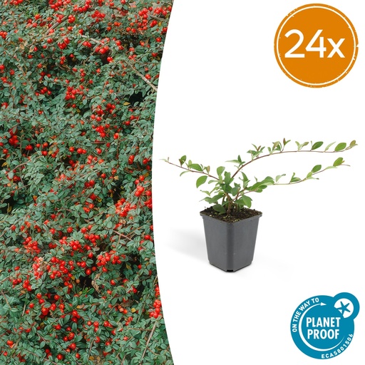 "24x Cotoneaster dammeri - ↕10-25cm - Ø9cm image"