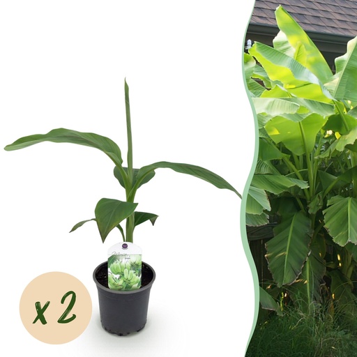 "Obstpflanze - Bananenpflanze - Musa Basjoo - Winterhart - 2 Pflanzen - Topf 12 cm - Höhe 30 cm image"