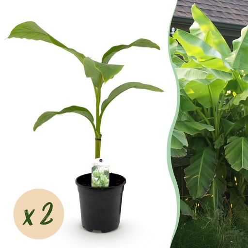 "Obstpflanze - Bananenpflanze - Musa Basjoo - Winterhart - 2 Pflanzen - Topf 17 cm - Höhe 40 cm image"