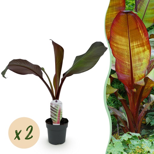 "Obstpflanze - Bananenpflanze - Ensete ventricosum Maurelli - Winterhart - 2 Pflanzen - Topf 12cm Höhe 30cm image"