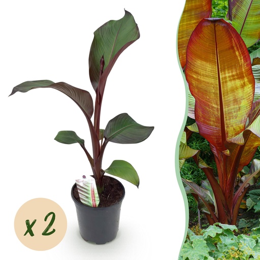 "Obstpflanze - Bananenpflanze - Ensete ventricosum Maurelli - Winterhart - 2 Pflanzen - Topf 17cm Höhe 40cm image"