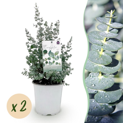 "Terrassenpflanze - Eukalyptusbaum - Eucalyptus gunni - Grau - 2 Pflanzen - Winterhart - Topf 17cm Höhe 40cm image"