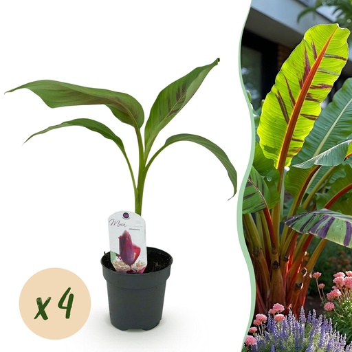 "Obstpflanze - Bananenpflanze - Musa sikkemensis Red Tiger - Winterhart - 4 Pflanzen - Topf 12cm Höhe 30cm image"