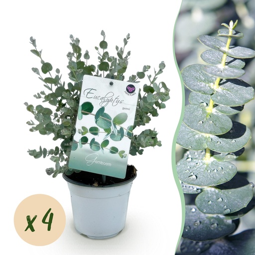"Terrassenpflanze - Eukalyptusbaum - Eukalyptus gunnii - Grau - 4 Pflanzen - Winterhart - Topf 14cm Höhe 30cm image"