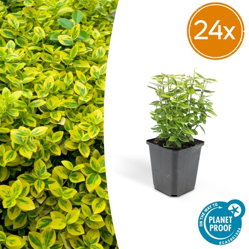 "24x Euonymus fort. 'Emerald 'n Gold' - ↕10-25cm - Ø9cm image"