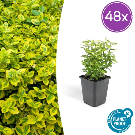 "48x Euonymus fort. 'Emerald 'n Gold' - ↕10-25cm - Ø9cm image"