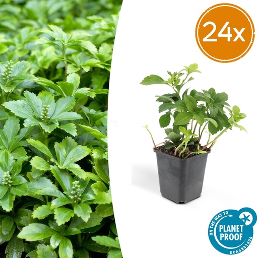 "24x Pachysandra terminalis 'Green Carpet' - ↕10-25cm - Ø9cm image"
