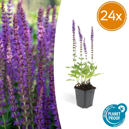 "24x Salvia nemorosa 'Ostfriesland' - ↕10-25cm - Ø9cm image"