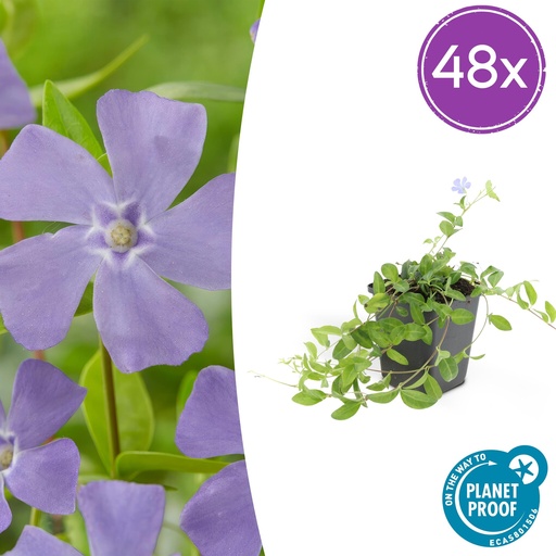 "48x Vinca minor - ↕10-25cm - Ø9cm image"