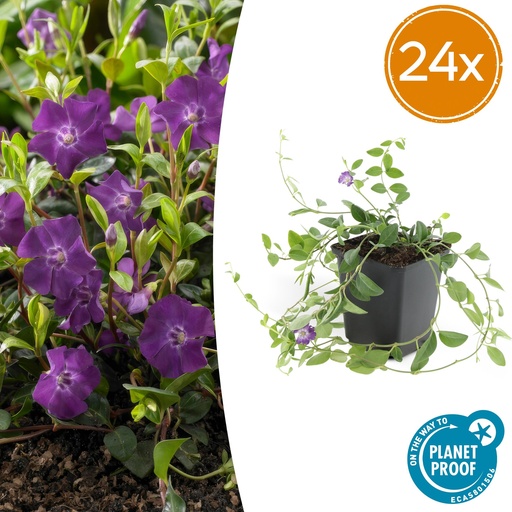 "24x Vinca minor 'Atropurpurea' - ↕10-25cm - Ø9cm image"