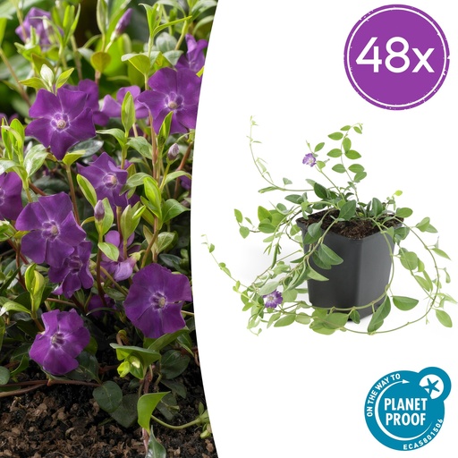 "48x Vinca minor 'Atropurpurea' - ↕10-25cm - Ø9cm image"