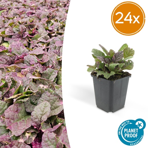 "24x Ajuga reptans 'Burgundy Glow' - ↕10-25cm - Ø9cm image"