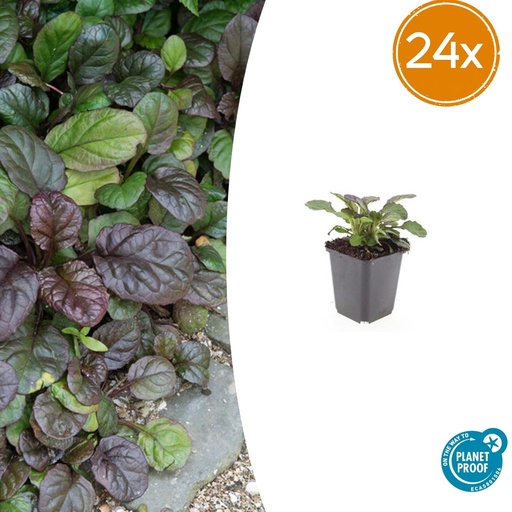 "24x Ajuga reptans 'Catlin's Giant's Giant' - ↕10-25cm - Ø9cm image"
