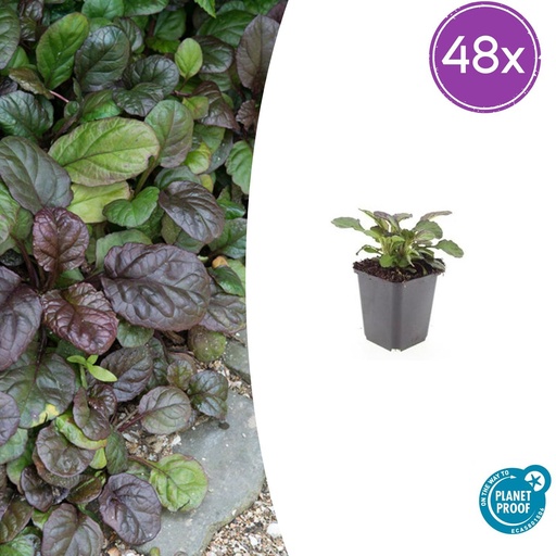 "48x Ajuga reptans 'Catlin's Giant's Riese' - ↕10-25cm - Ø9cm image"