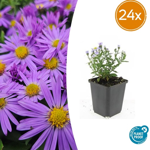 "24x Aster (D) 'Prof. Anton Kippenberg' - ↕10-25cm - Ø9cm image"