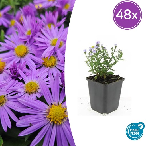"48x Aster (D) 'Prof. Anton Kippenberg' - ↕10-25cm - Ø9cm image"