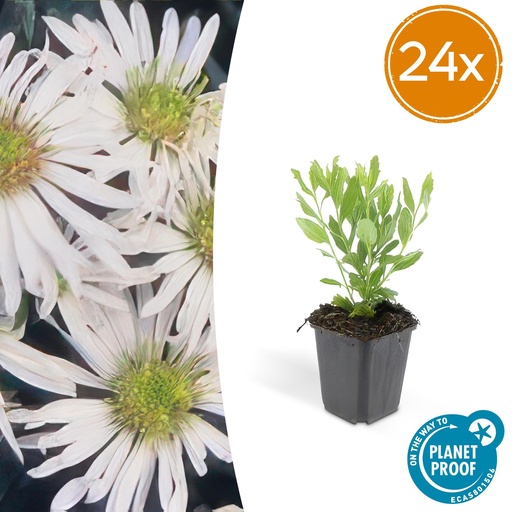 "24x Aster ageratoides 'Ashvi' - ↕10-25cm - Ø9cm image"