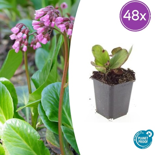 "48x Bergenia cordifolia 'Herbstblüte' - ↕10-25cm - Ø9cm image"